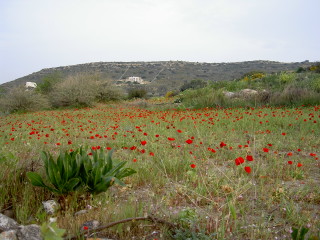 PICT0871